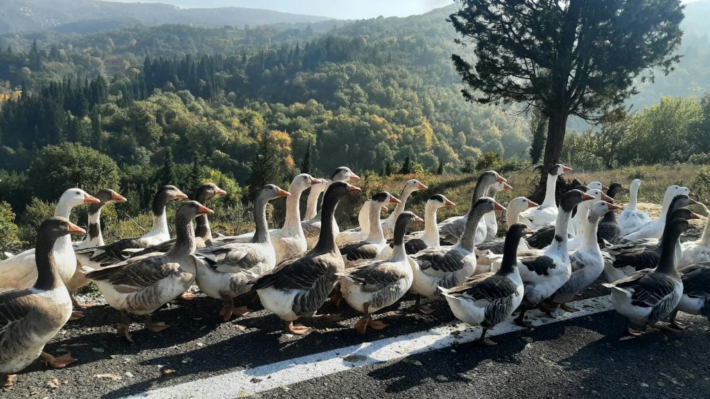 Gemini API MCP eszközök: a Google új fegyverei kódolási ágensekhez - blog cikk borítókép